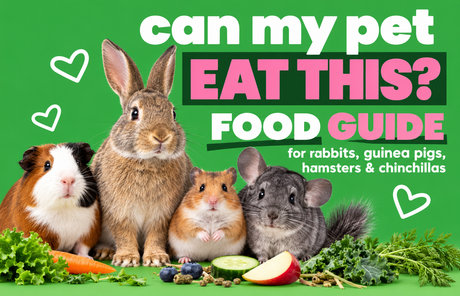 Can My Pet Eat This? The Ultimate Food Encyclopedia for Rabbits, Guinea Pigs, Hamsters, and Chinchillas