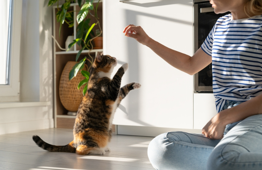 Cats 101: Care Resource Guide