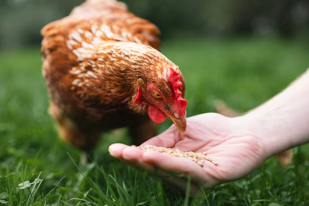 When to Switch Chicken Feed as Chicks Grow Into Laying Hens