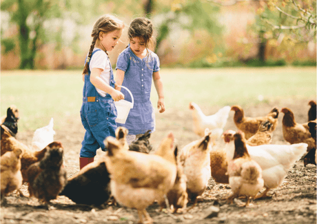 Chicken Feed Handbook: Nutrition Essentials for Healthy, Happy Hens