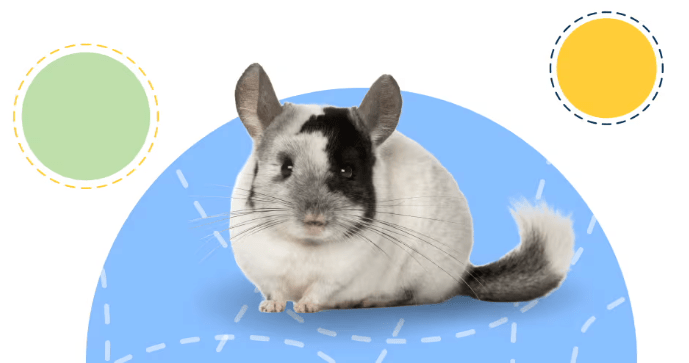 Chinchilla Summer Care: Dust Baths for Humid Weather