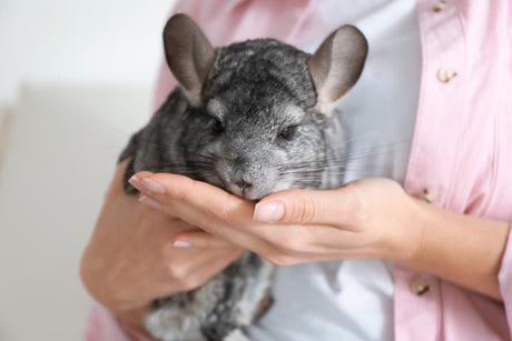 How to Find the Best Online Chinchilla Food Without Overpaying