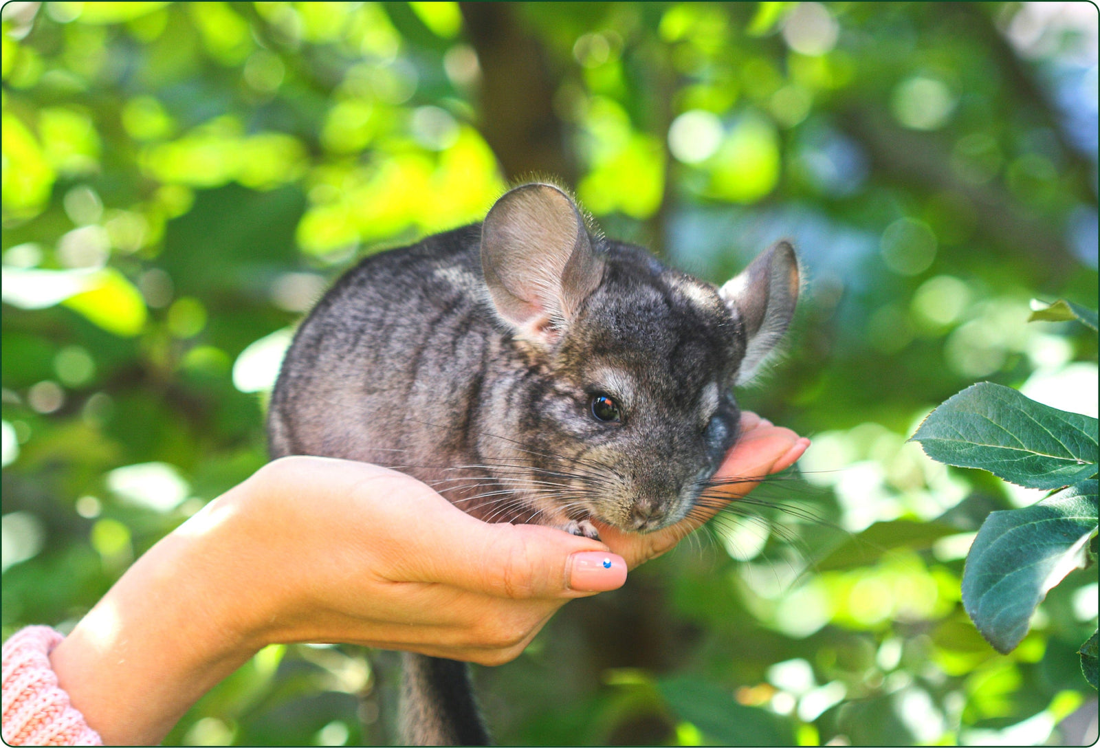 Does Your Chinchilla Eat Enough Hay?