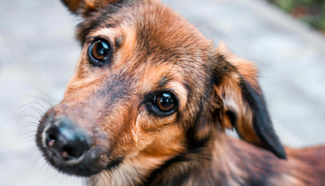 Dogs 101: The Complete Guide to Man's Best Friend