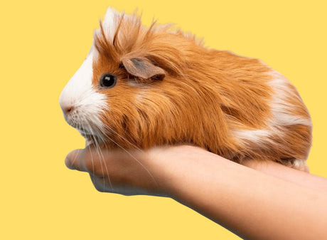 Affordable Guinea Pig Hay: The Hay Budget Blueprint