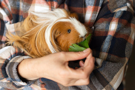 All You Need To Know About Herbs & Herbal Blends For Your Guinea Pig