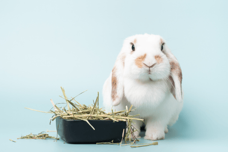 4 Things to Know Before You Own a Rabbit