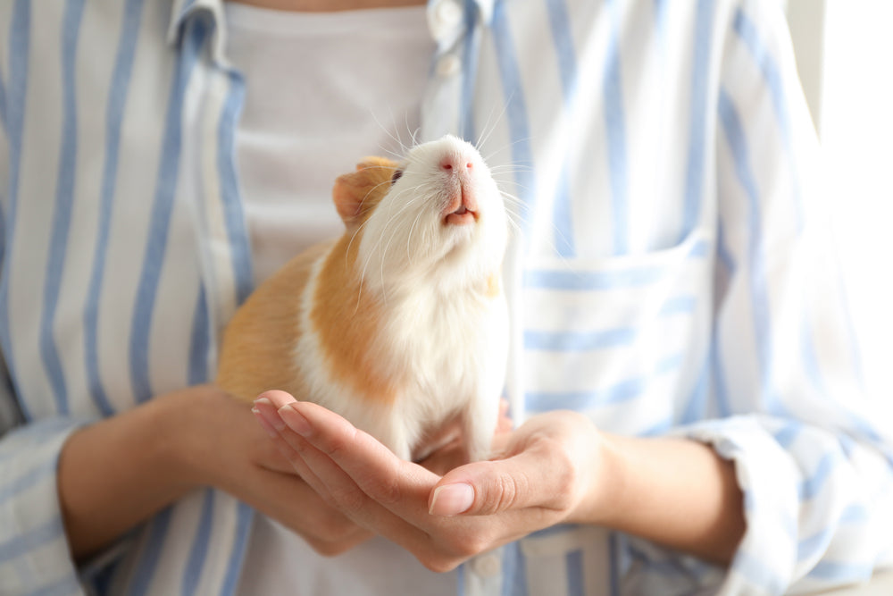 Guinea Pigs 101: Care Resource Guide