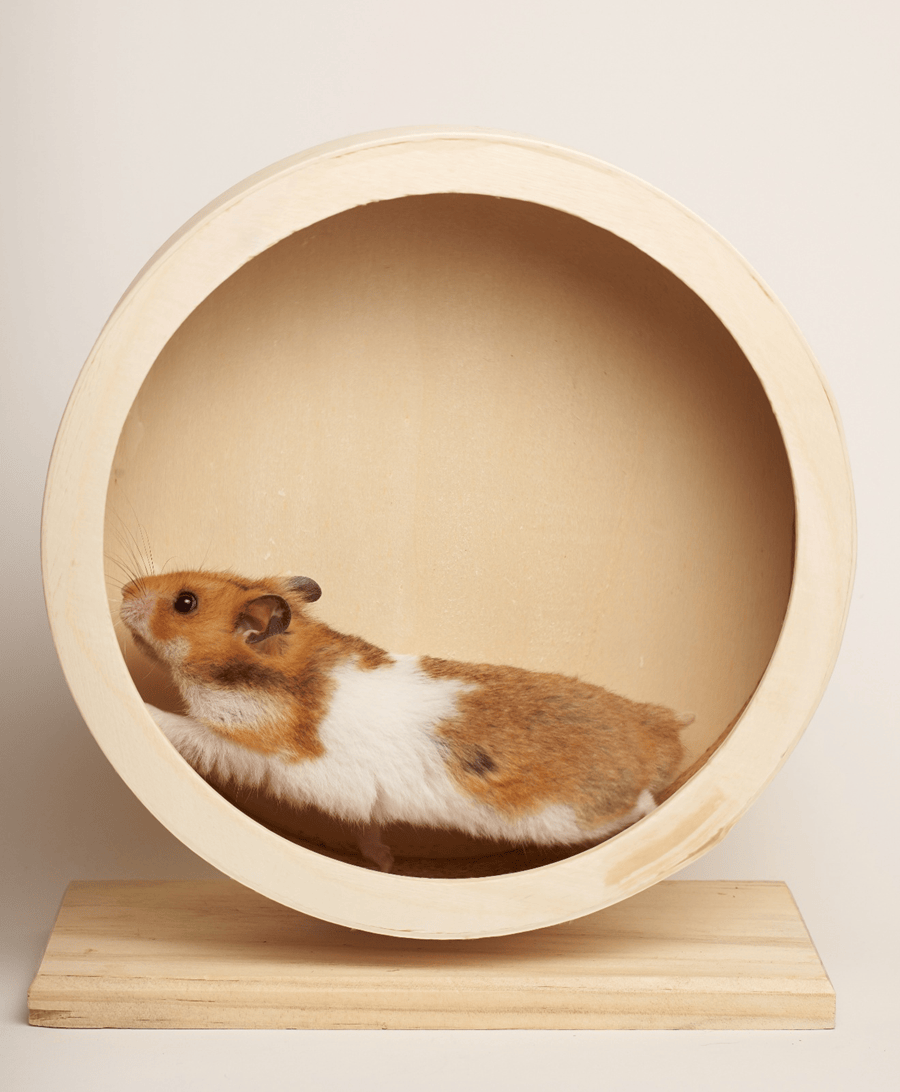 Hamster Care Tips That Make Daily Life Easier and Help Your Pet Feel Safe