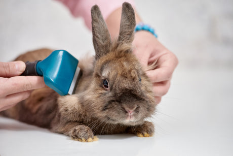 The Ins and Outs Of Rabbit Grooming