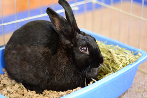 The Importance Of Bedding For Your Rabbit