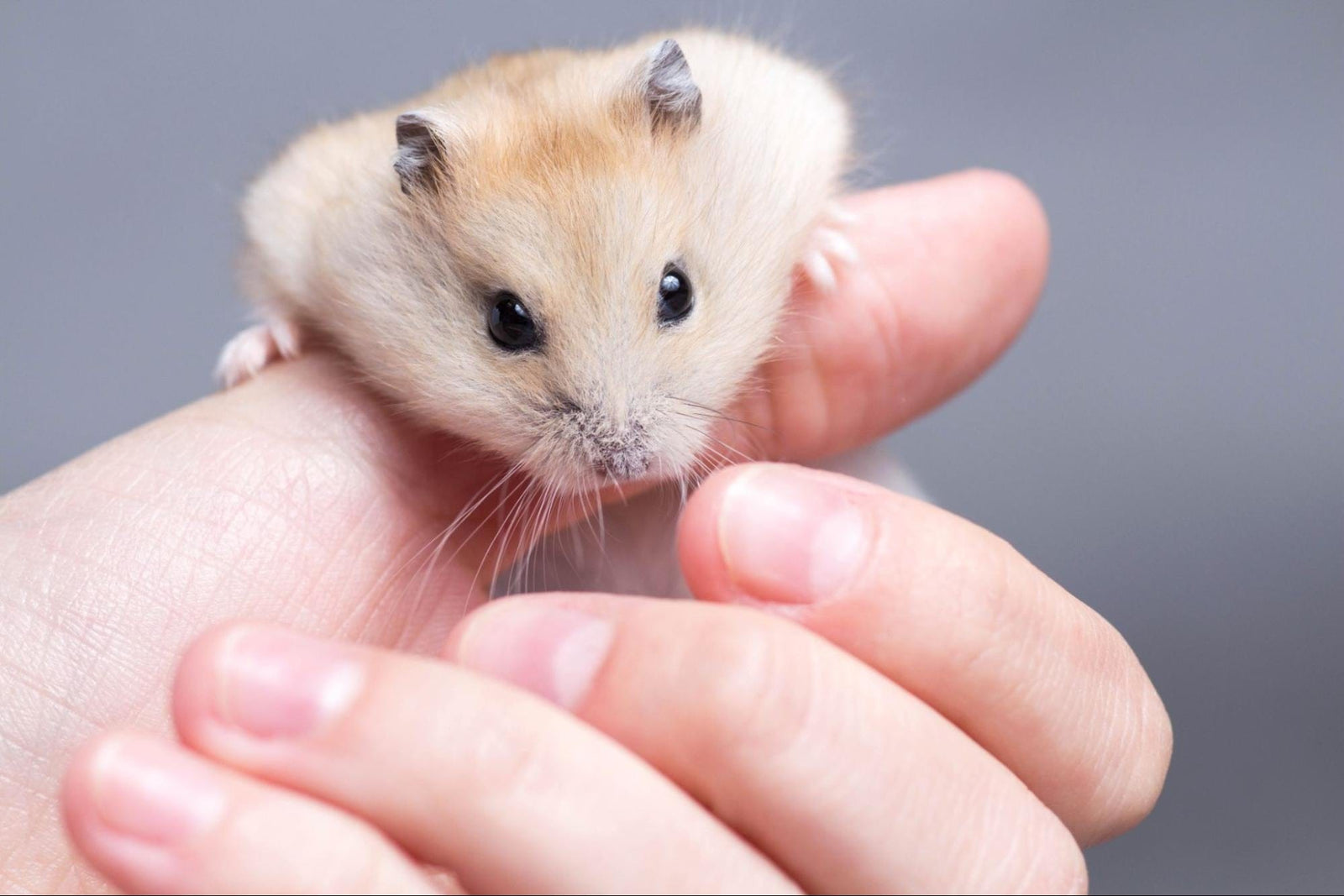 Your Hamster’s First 30 Days: A Simple Setup and Care Guide