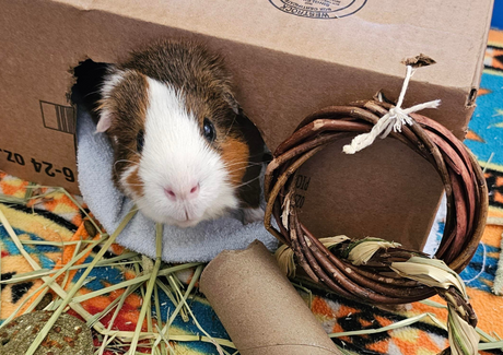 Bunny & Piggy Playtime Picks: 10 Toys Your Pets Can’t Resist