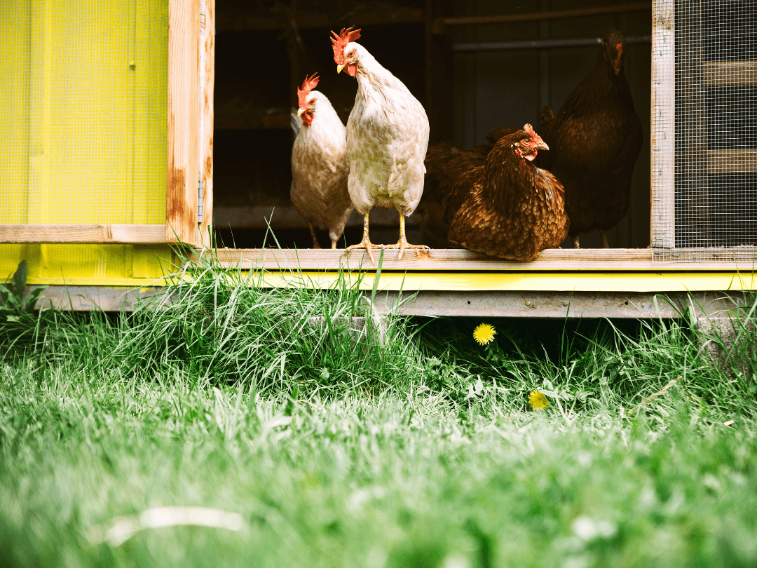 Backyard vs Farm Chickens: Best Chicken Feed
