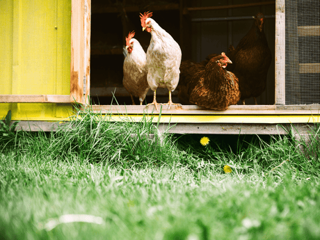 Backyard vs Farm Chickens: Best Chicken Feed