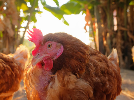 Identifying and Treating Common Chicken Health Issues: Pasty Butt, Bumblefoot, Parasites & Respiratory Problems