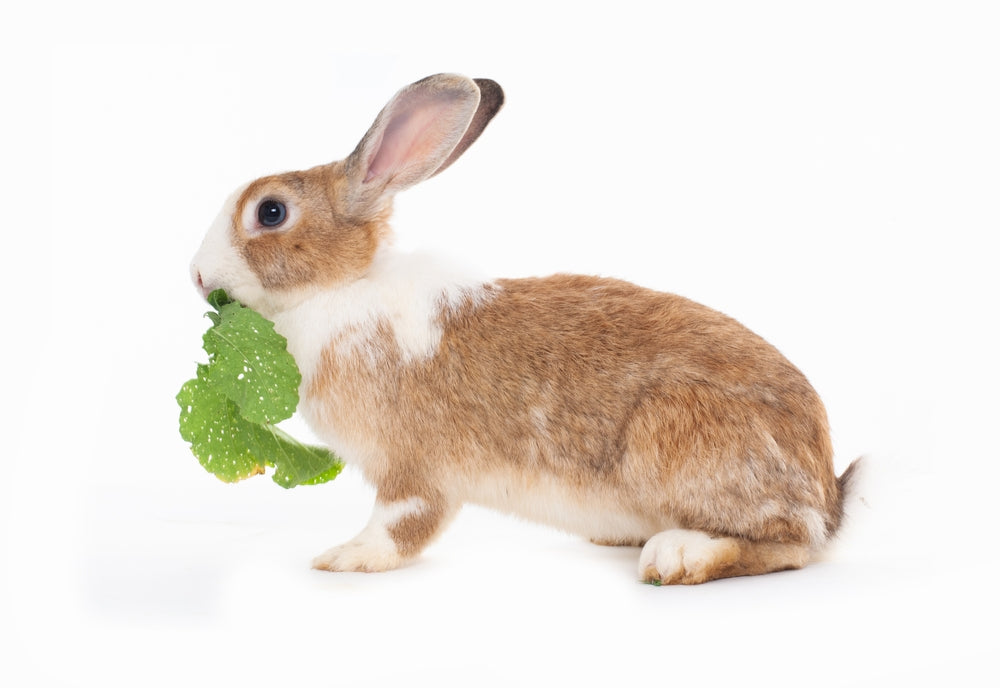 All You Need To Know About Herbs & Herbal Blends For Rabbits