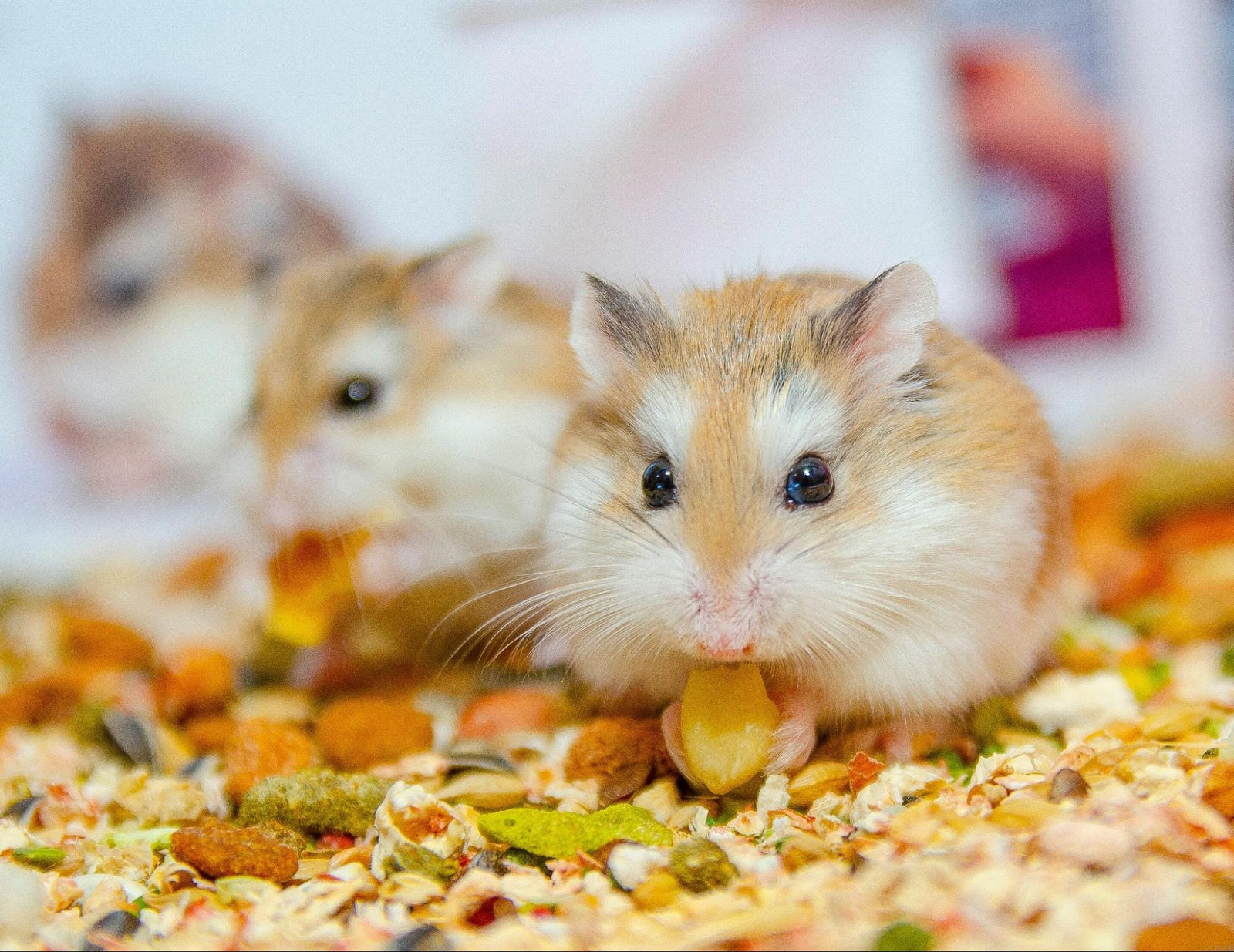 Hamster Bar Chewing, Hiding, and Restlessness