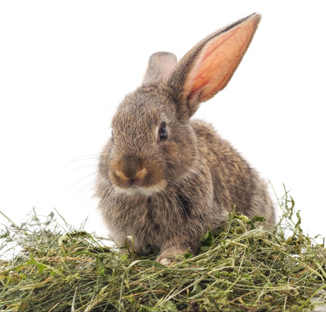 Healthy Rabbits Love These Budget‑Friendly Toys – Buy Direct From US Stores