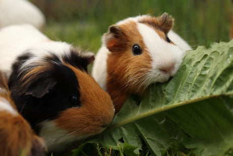 A Guide To Snacks & Treats for Your Guinea Pig