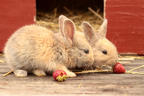 A Guide To Snacks & Treats For Your Rabbit