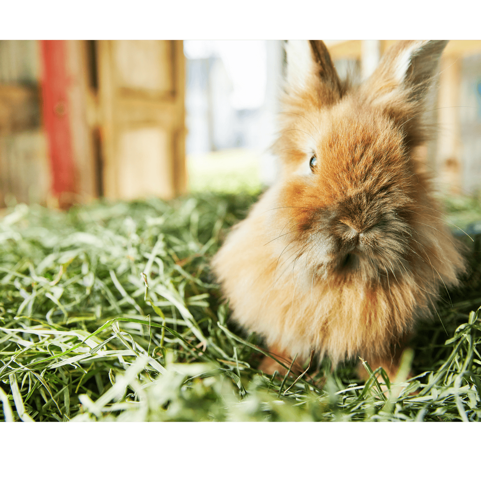 Bedding vs. Litter: What Should Go Where in a Rabbit Habitat?