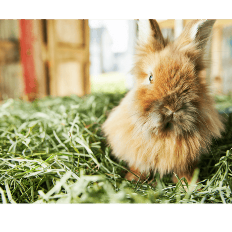 Bedding vs. Litter: What Should Go Where in a Rabbit Habitat?