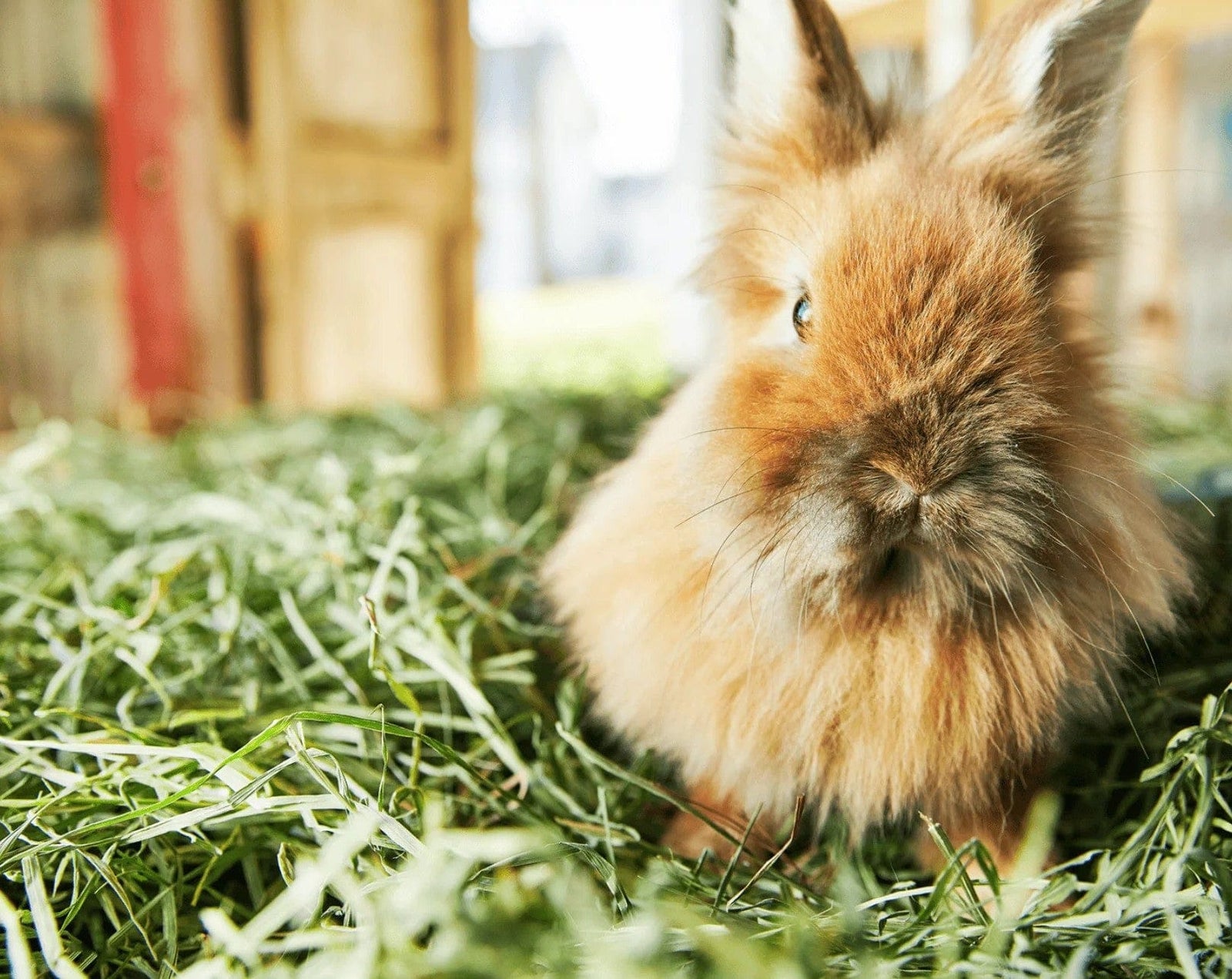 Safe Picks to Keep Your Bunny Busy