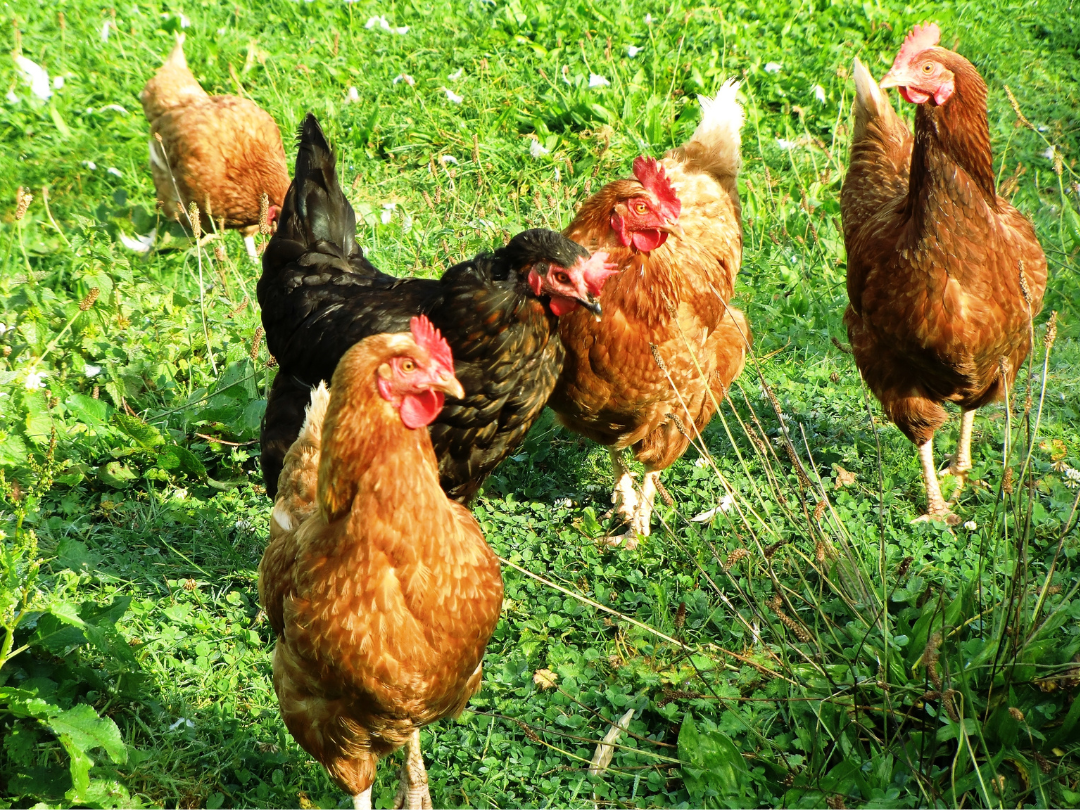 Backyard Chicken Health & Wellness Guide