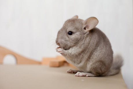 Chinchilla 101: Care Resource Guide