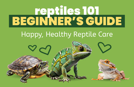 Reptiles 101: A Beginner's Guide to Happy, Healthy Reptile Care