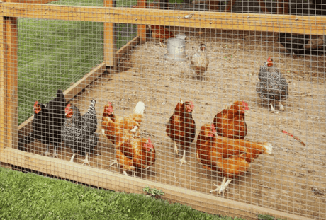 How to Tell If Your Chickens Are Happy