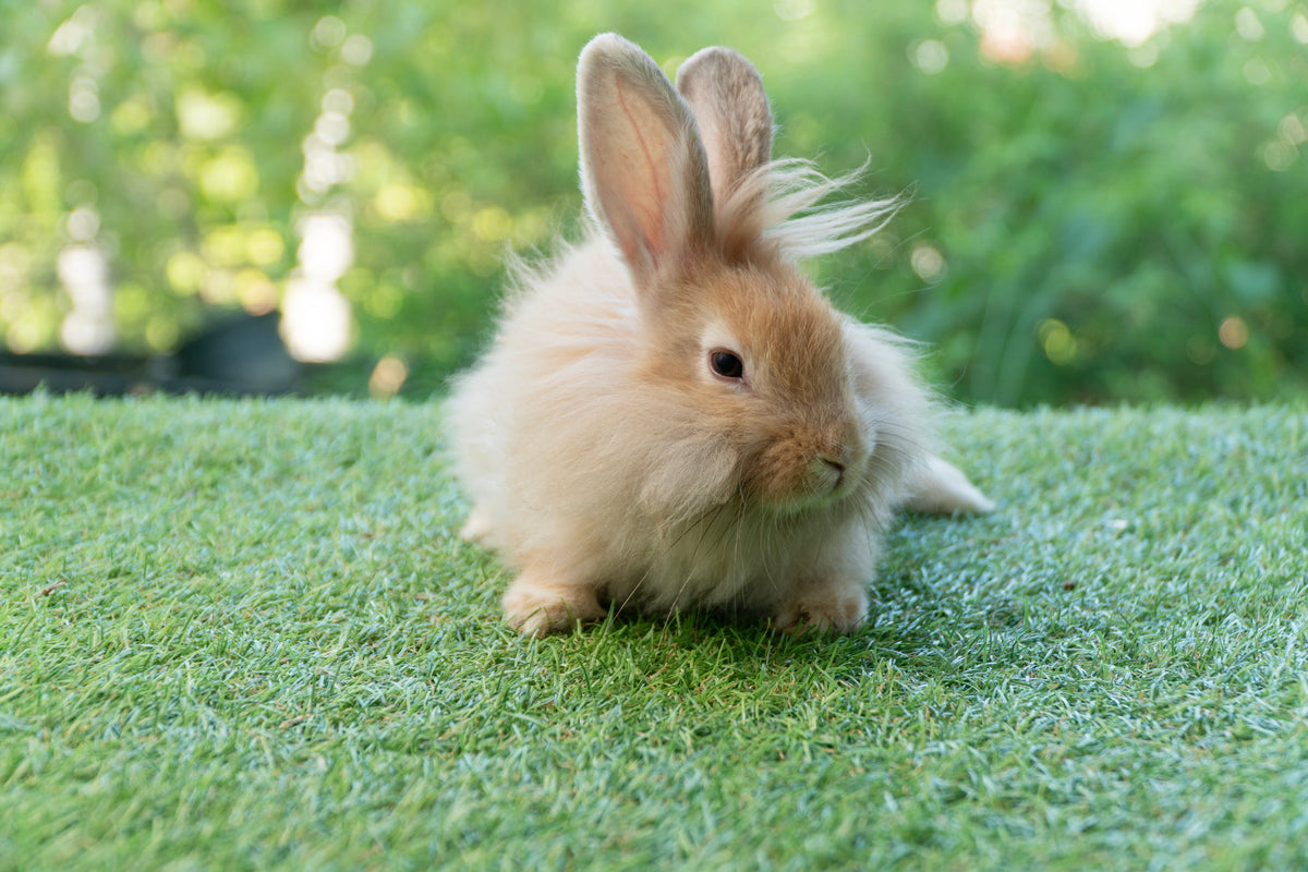 Switching Bunny Food Safely From Colorful Mixes to a Hay-First Diet