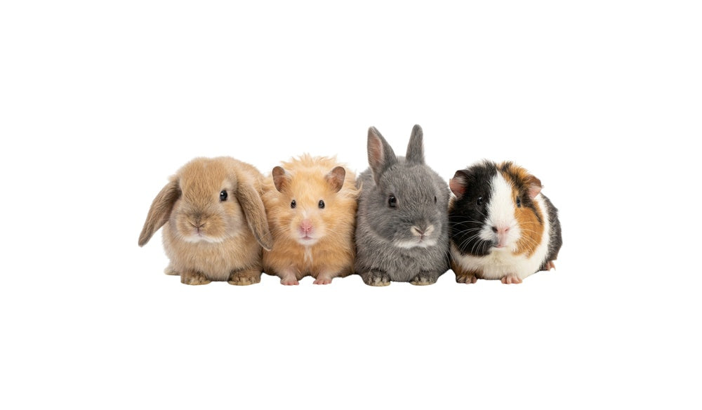 Have a New Small Pet? What to Buy First