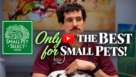 The #1 Mistake Rabbit Owners Make With Timothy Hay (A Vet Explains)