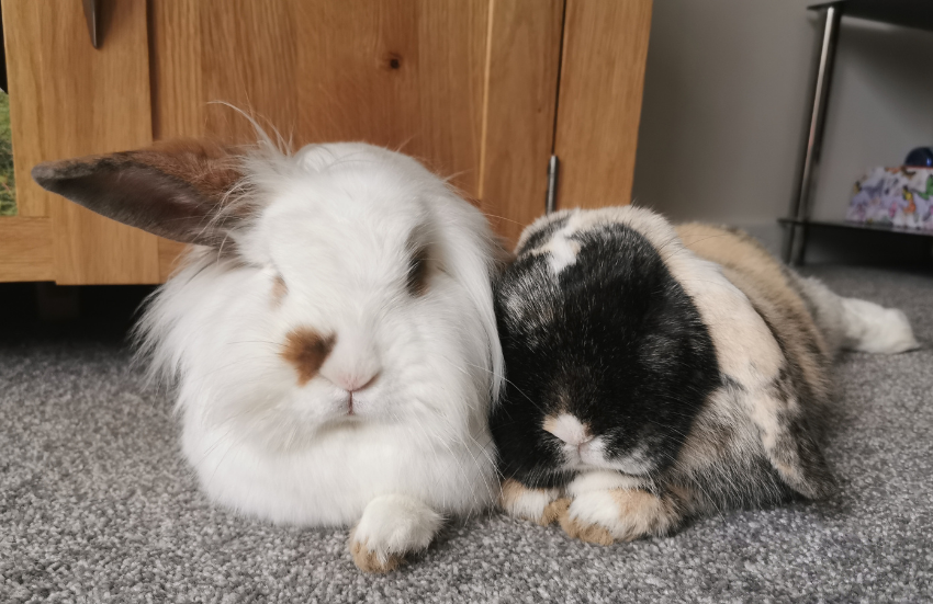 Rabbit Behavior Explained: Why They Thump, Flop, and Zoom