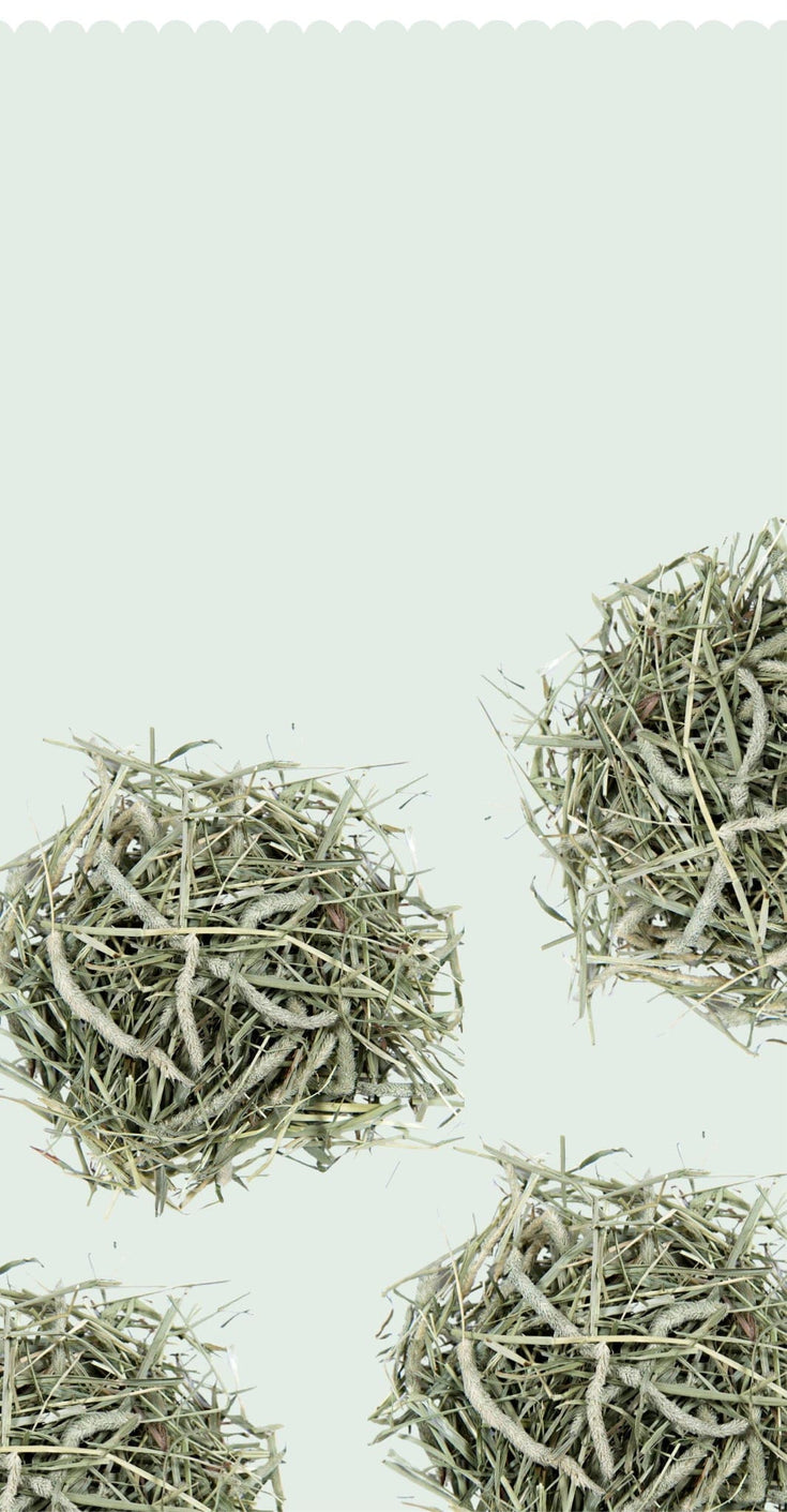Oat Hay - A Great Source of Fiber and Protein – Small Pet Select U.S.