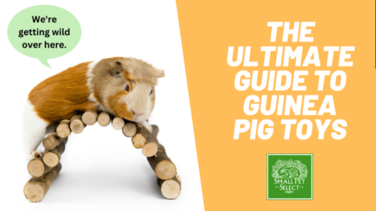 1st Choice in Guinea Pig Products Supplies Small Pet Select