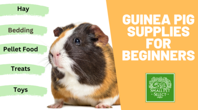 Pet guinea pig supplies best sale for sale