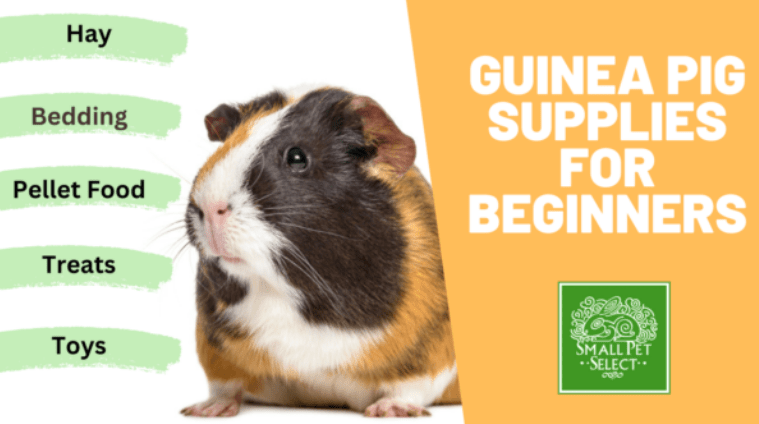 Guinea pig online supply store