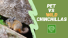 Chinchilla Pets Vs Chinchillas In The Wild
