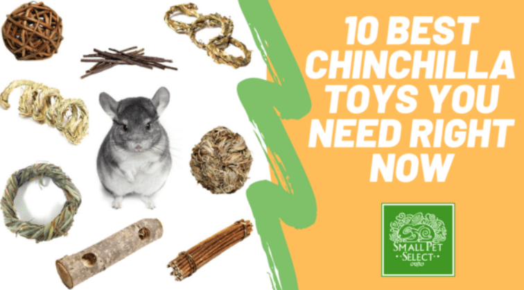 Chinchilla supplies shop