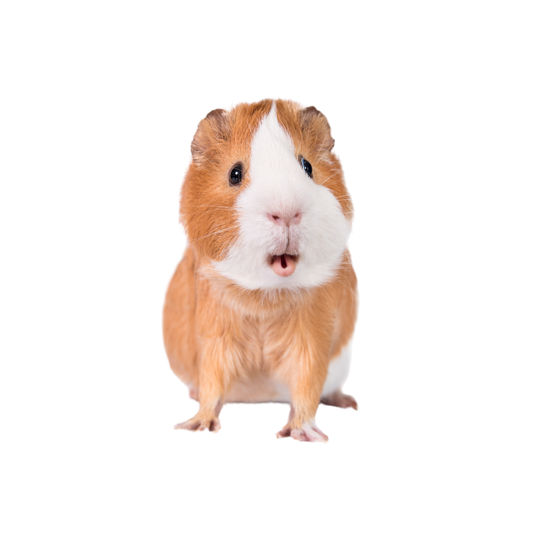 Best place to buy guinea pig supplies hotsell