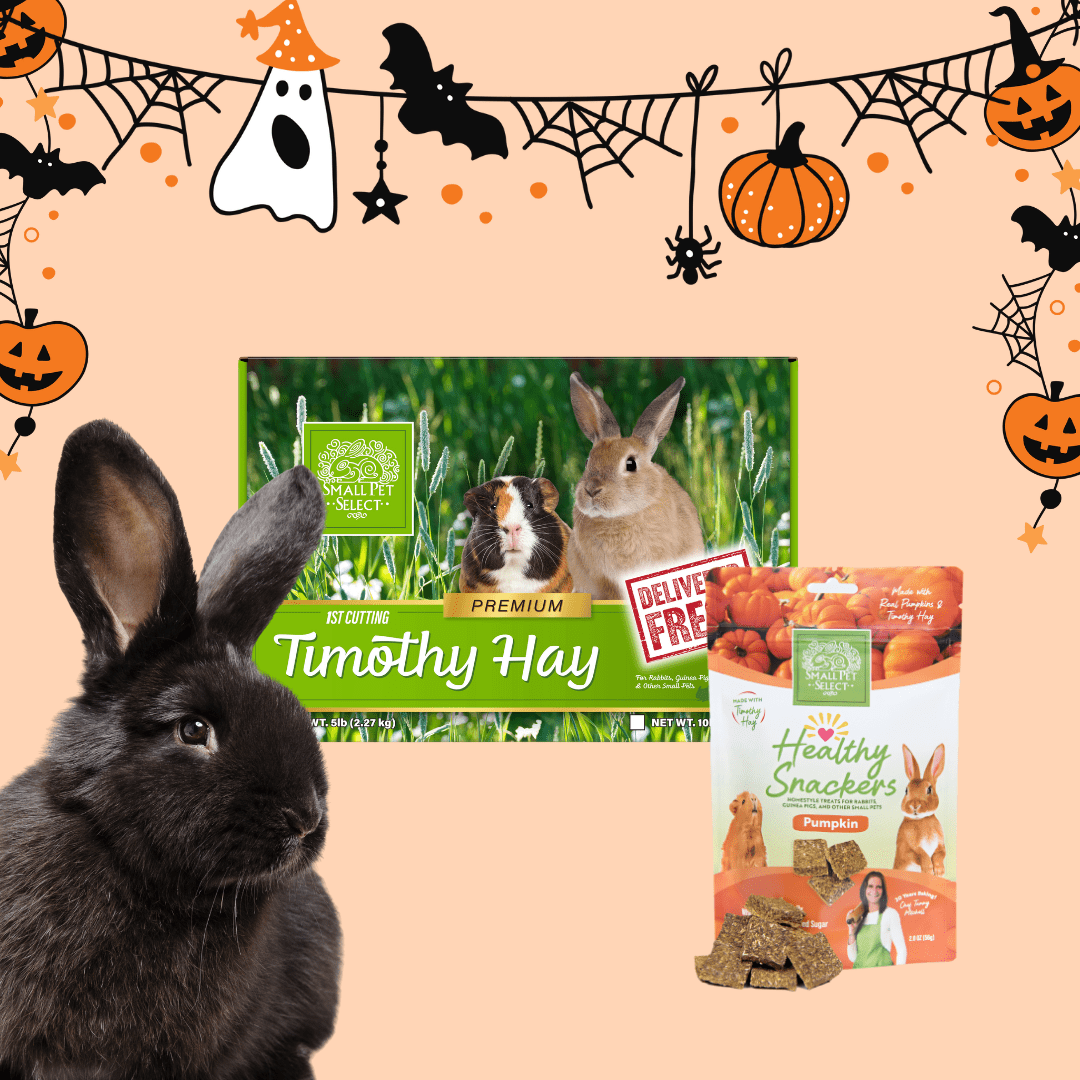 Trick or Treat Bundle 2025