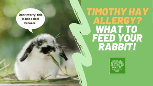 The Best Rabbit Products & Supplies | Small Pet Select – Small Pet ...