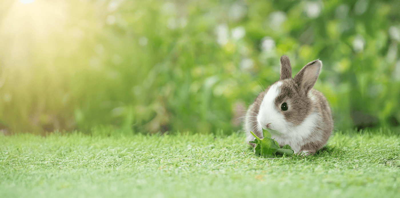 bunny_rescue_locator