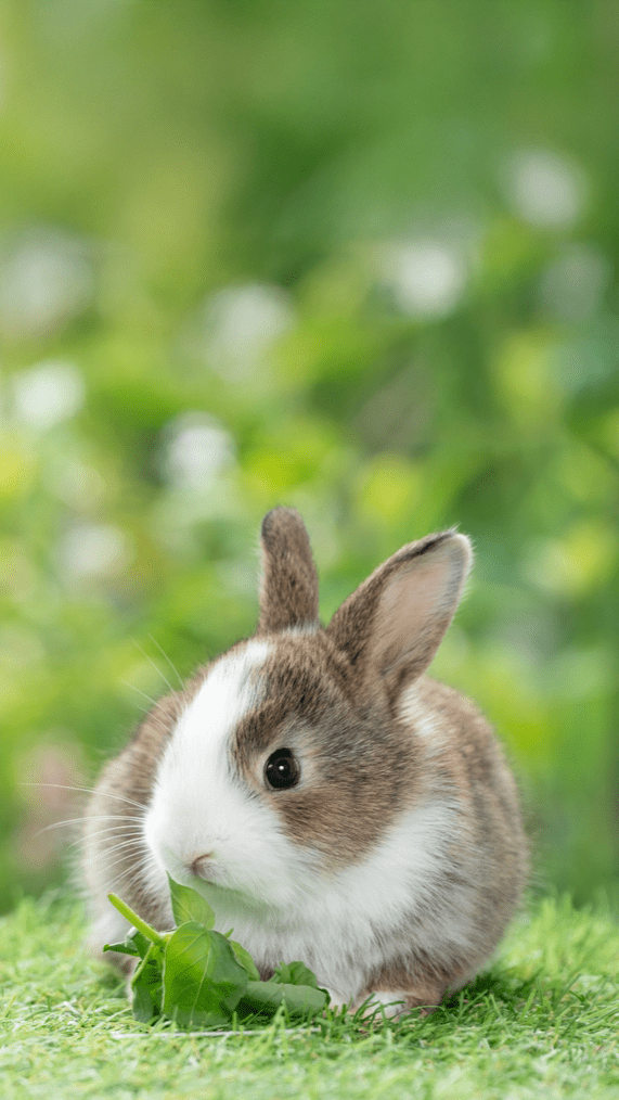 bunny_rescue_locator_mobile