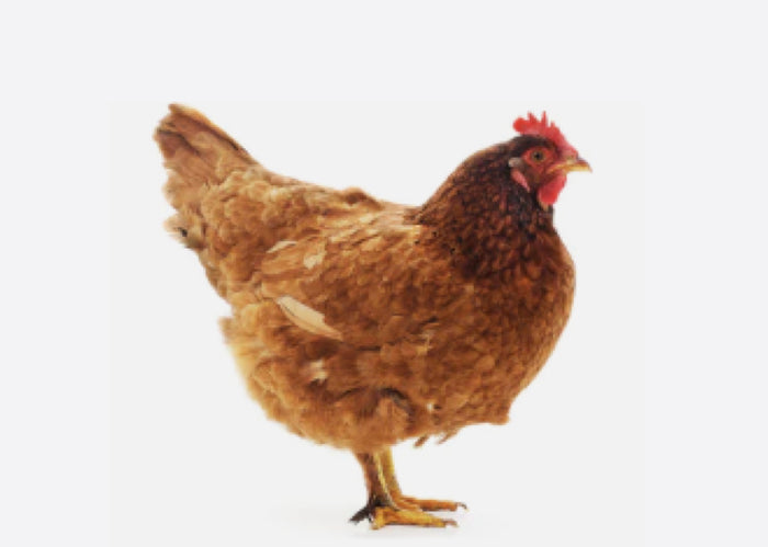 chicken blogs