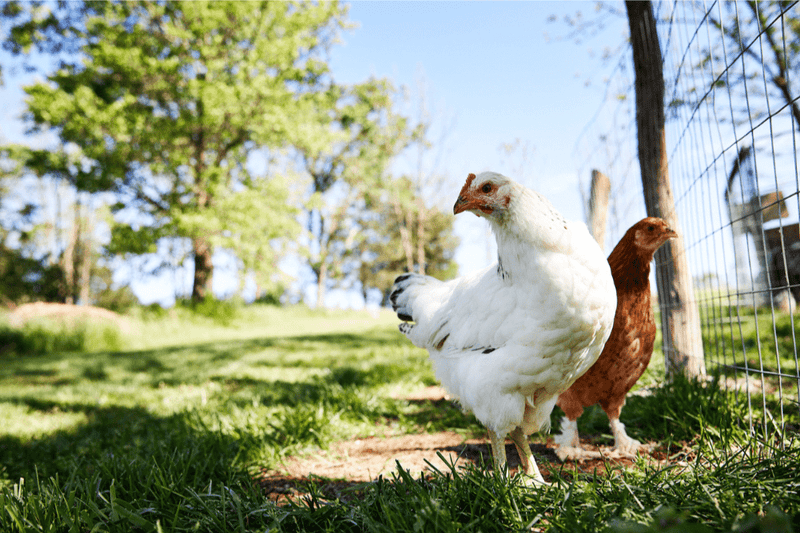 chicken care resources 