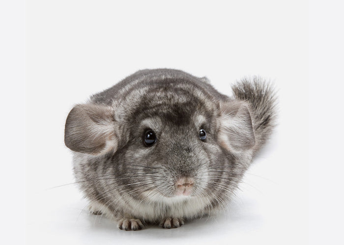 chinchilla blogs